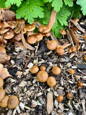 Wavy Caps Magic Mushrooms