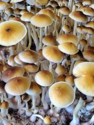 Blue Meanies Magic Mushrooms