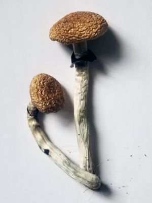 Buy Golden teacher online