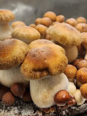 Buy Hillbilly pumpkin mushroom