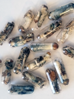 Buy micro mushrooms online