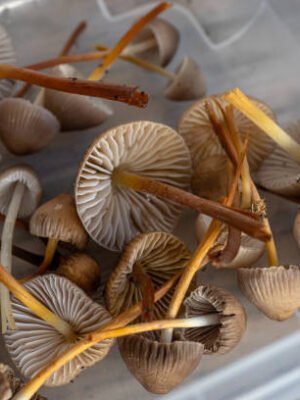 Liberty Caps Magic Mushrooms